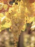 Autumn Colours in a Vineyard, Barbera Grape Variety, Barolo, Serralunga, Piemonte, Italy, Europe-Michael Newton-Photographic Print