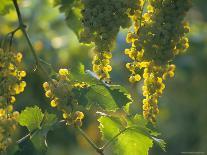 Garganega Grapes, Soave, Veneto, Italy, Europe-Michael Newton-Photographic Print