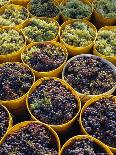 A Local Winemaker Pressing Her Grapes at the Cantina, Torano Nuovo, Abruzzi, Italy-Michael Newton-Framed Photographic Print