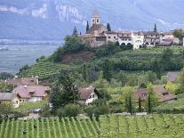 Typical Landscape of Vines in the Colli Piacentini, Piacenza, Emilia Romagna, Italy, Europe-Michael Newton-Photographic Print