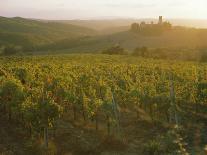 Close-up of Malvasia Grapes in Vineyard Outside Frascati, Frascati, Lazio, Italy, Europe-Michael Newton-Photographic Print