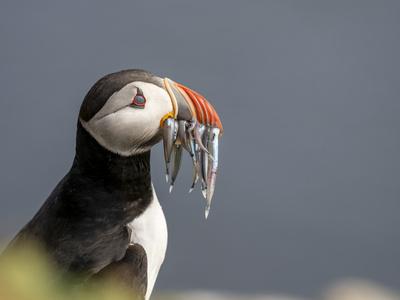 Adult Atlantic puffin (Fratercula arctica), returning to the nest site with fish