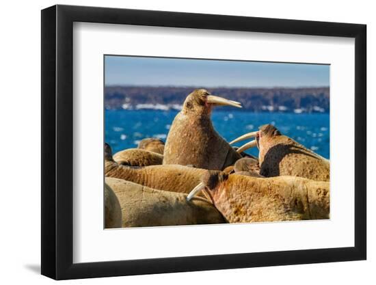 Premium Photographic Print, , large
