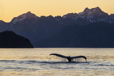 Adult humpback whale, flukes-up dive at sunset in Glacier Bay National Park