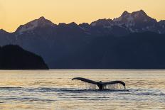Adult humpback whale, flukes-up dive at sunset in Glacier Bay National Park-Michael Nolan-Photographic Print