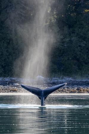 Adult humpback whale (Megaptera novaeangliae) flukes-up dive in Glacier Bay National Park