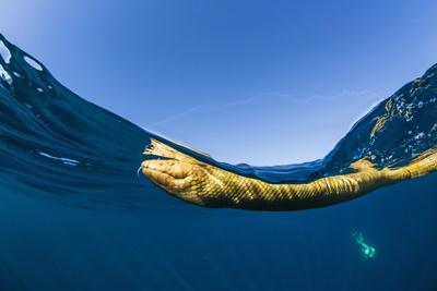Adult olive-headed sea snake (Hydrophis major), swimming on Ningaloo Reef, Western Australia