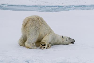 Adult polar bear (Ursus maritimus) cleaning its fur from a recent kill on ice