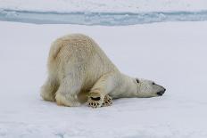 Adult polar bear (Ursus maritimus) cleaning its fur from a recent kill on ice-Michael Nolan-Photographic Print