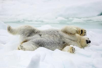 Adult polar bear (Ursus maritimus) stretching on first year sea ice in Olga Strait
