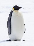 An adult emperor penguin (Aptenodytes forsteri), on the ice near Snow Hill Island, Weddell Sea-Michael Nolan-Photographic Print