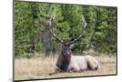 Wood Mount