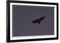 Gramercy Black