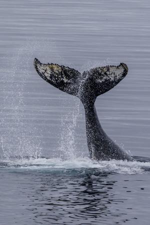 Humpback Whales Posters & Wall Art Prints