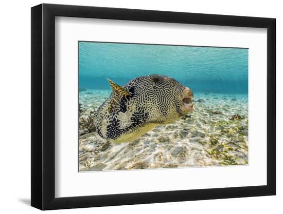 Premium Photographic Print, , large