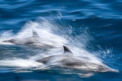 Motion blur of long-beaked common dolphins (Delphinus capensis), Puerto Gatos, Baja California Sur