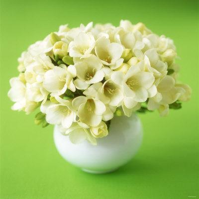 Bouquet of White Freesias in Spherical Vase