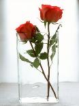 Two Red Roses in a Glass Vase-Michael Paul-Photographic Print