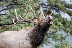 Bull Elk Cry-Michael Peak-Mounted Photographic Print