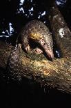 Chinese Pangolin (Manis Pentadactyla) In A Tree At Dusk, Komodo National Park, Indonesia-Michael Pitts-Photographic Print