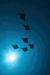 Devil Rays (Mobula Japonica) Viewed From Below, South Ari Atoll, Maldives-Michael Pitts-Mounted Photographic Print