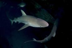 Devil Rays (Mobula Japonica) Viewed From Below, South Ari Atoll, Maldives-Michael Pitts-Stretched Canvas