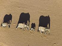 Elephants in Damaraland District, Namibia-Michael Poliza-Art Print