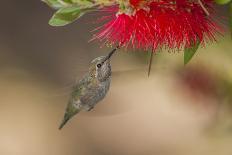 Annas Hummingbird in Flight. Sipping Nectar from a Bottle Brush-Michael Qualls-Photographic Print