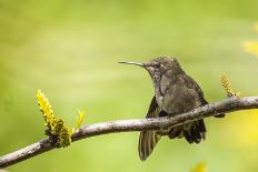 Annas Hummingbird Perched on the Branch of a Honey Locust Tree-Michael Qualls-Photographic Print