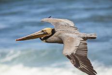 Brown Pelican Soaring. La Jolla Cove, San Diego-Michael Qualls-Photographic Print