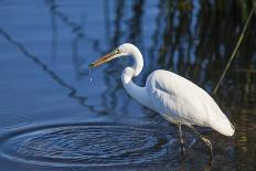 Lake Murray. San Diego, California. a Great Egret Prowling the Shore-Michael Qualls-Photographic Print