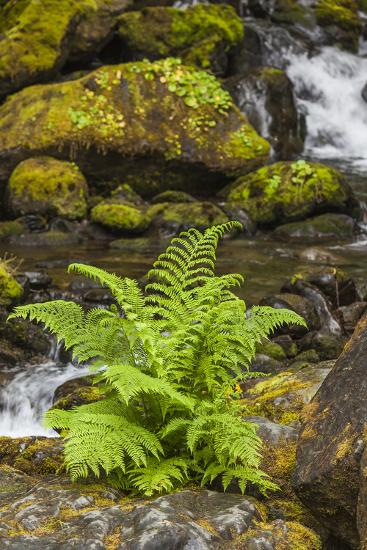 Premium Photographic Print, , large