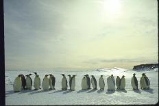 Emperor Penguins, Antarctica-Michael Rougier-Photographic Print