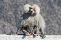 Baboons, Abha, Kingdom of Saudi Arabia, Middle East-Michael Runkel-Photographic Print