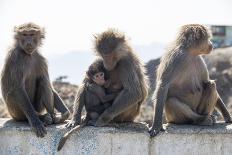 Baboon, Abha, Kingdom of Saudi Arabia, Middle East-Michael Runkel-Photographic Print