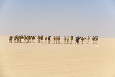 Tuareg standing on a sand dune in the Tenere Desert at sunrise, Sahara, Niger, Africa-Michael Runkel-Photographic Print