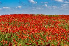 Poppy flower field, Zelena Hora, Czech Republic, Europe-Michael Runkel-Photographic Print