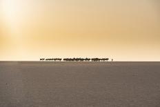 Tuareg standing on a sand dune in the Tenere Desert at sunrise, Sahara, Niger, Africa-Michael Runkel-Photographic Print