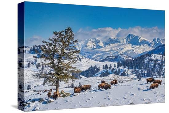 Stretched Canvas Print, , large