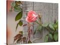 Stretched Canvas