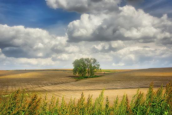 Photographic Print, , large
