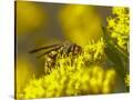 Stretched Canvas