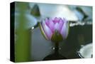Stretched Canvas