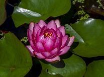 Water Lilly, Kansas, USA-Michael Scheufler-Photographic Print