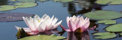 Water Lilies-Michael Shake-Mounted Photographic Print