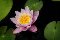 Water Lilies-Michael Shake-Photographic Print