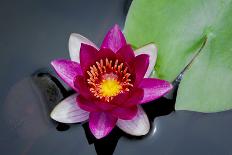 Water Lilies-Michael Shake-Photographic Print