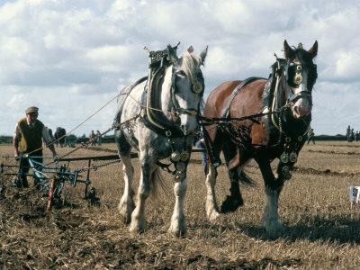 Ploughing with Shire Horses, Derbyshire, England, United Kingdom