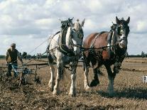 Ploughing with Shire Horses, Derbyshire, England, United Kingdom-Michael Short-Photographic Print