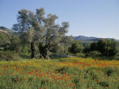 Spring Flowers and Olive Trees on Lower Troodos Slopes Near Arsos, Cyprus
